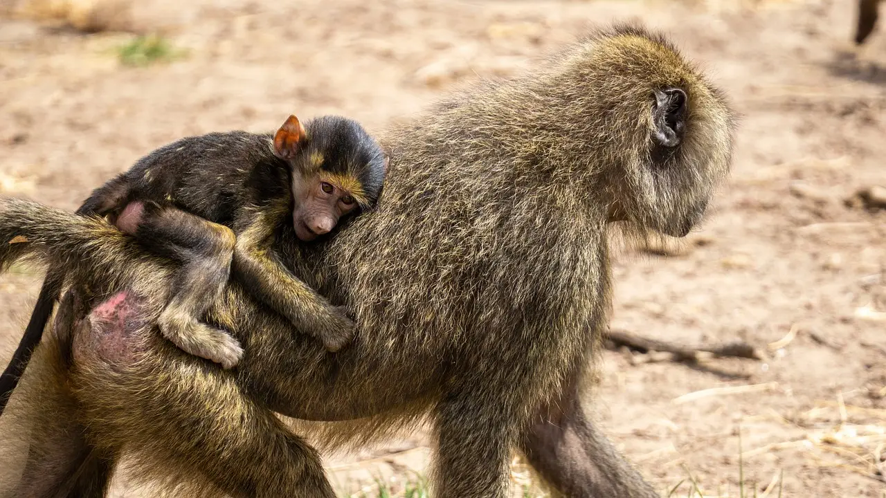 monkey