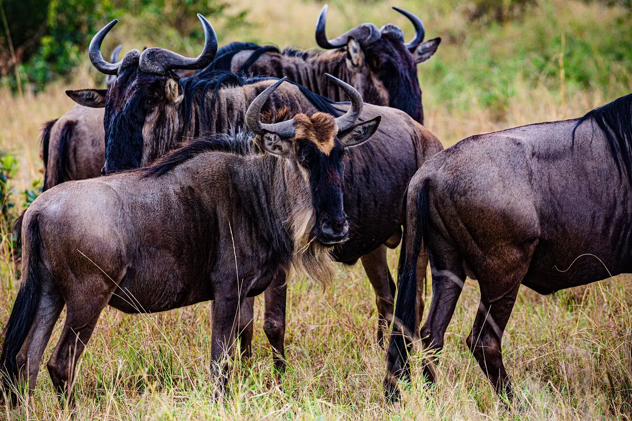 wildebeest-migration