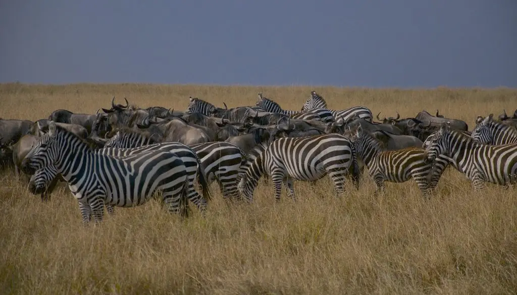 Tanzania 8-day safari wilderness.