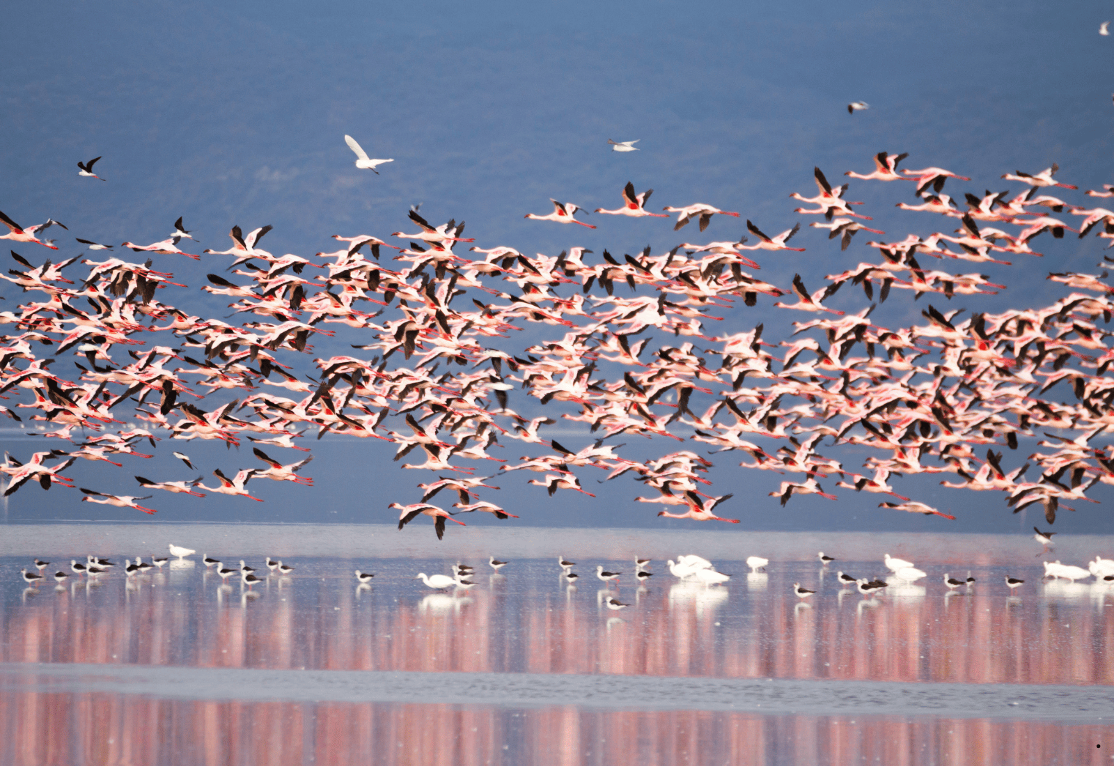 Lake manyara