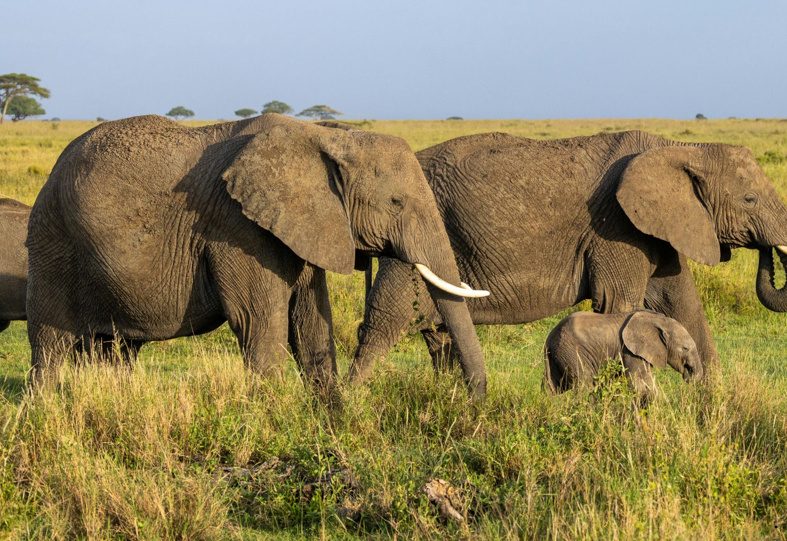 Luwai Tanzania Safaris (1600 x 1100 px) (1)