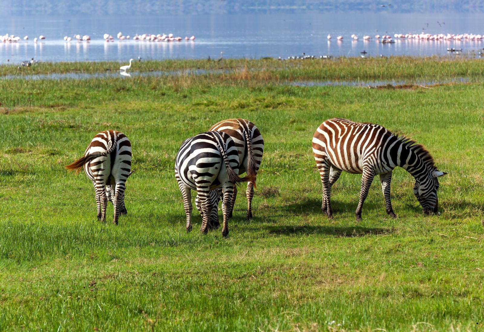 Luwai Tanzania Safaris (1600 x 1100 px) (10)