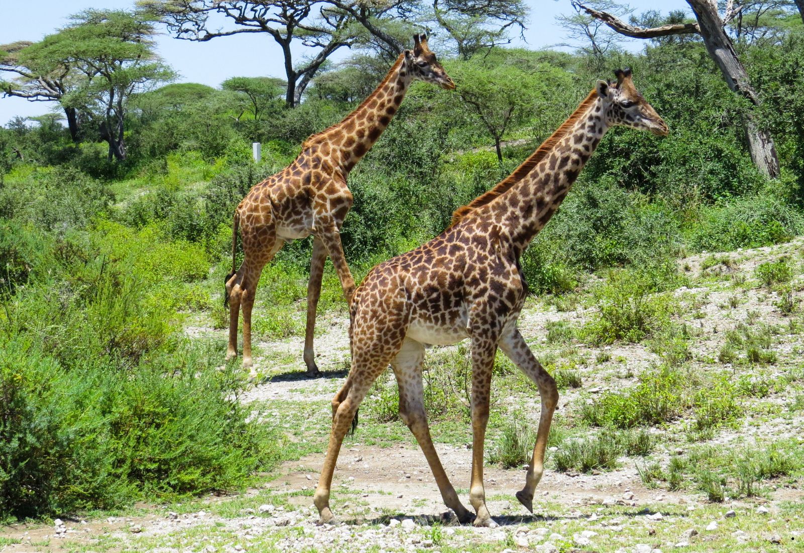 Luwai Tanzania Safaris (1600 x 1100 px) (11)