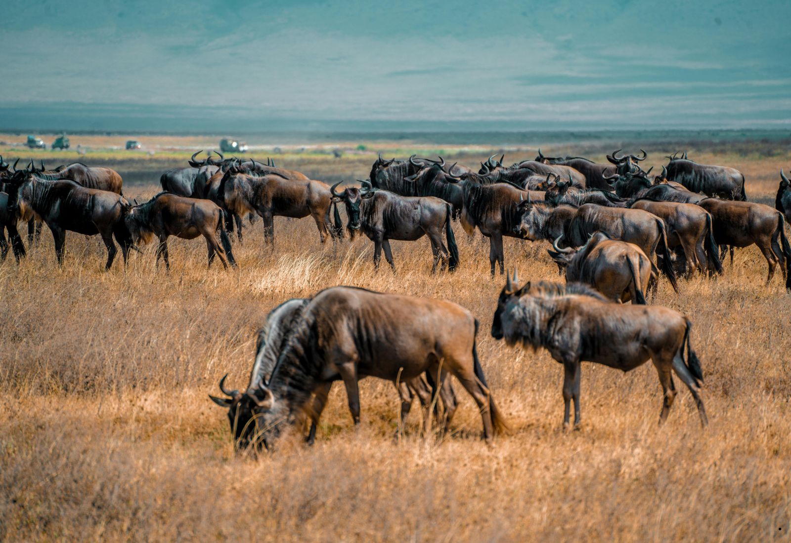Luwai Tanzania Safaris (1600 x 1100 px) (12)