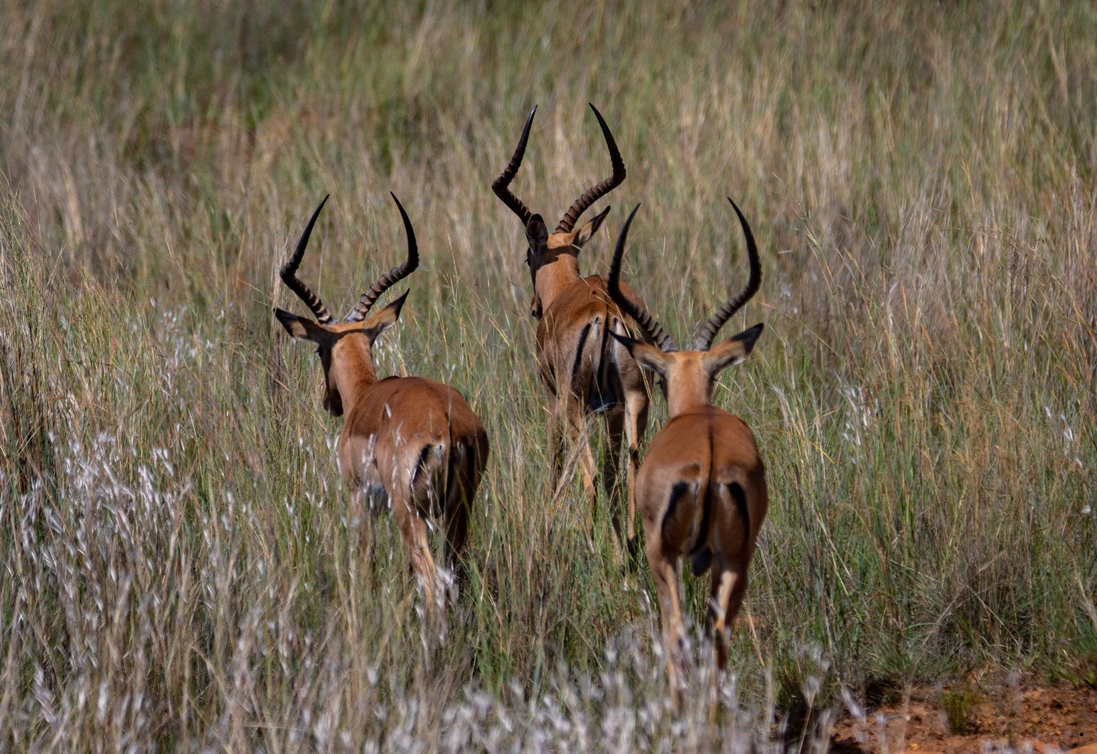 Luwai Tanzania Safaris (1600 x 1100 px) (13)