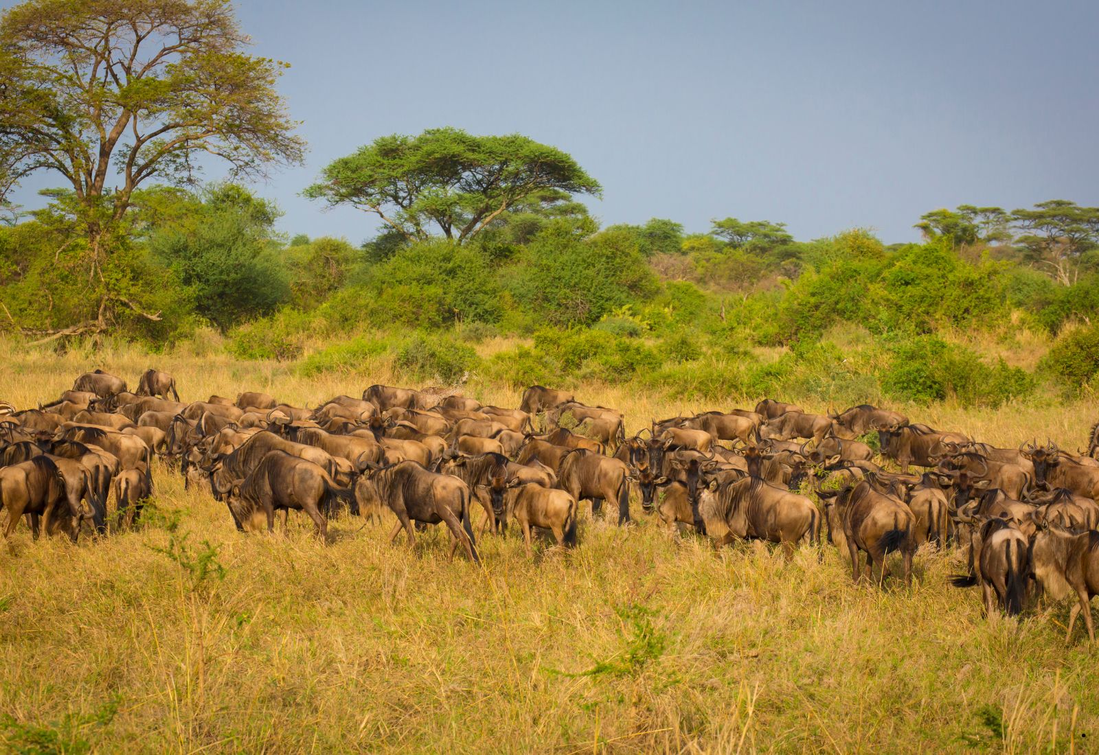 Luwai Tanzania Safaris (1600 x 1100 px) (15)