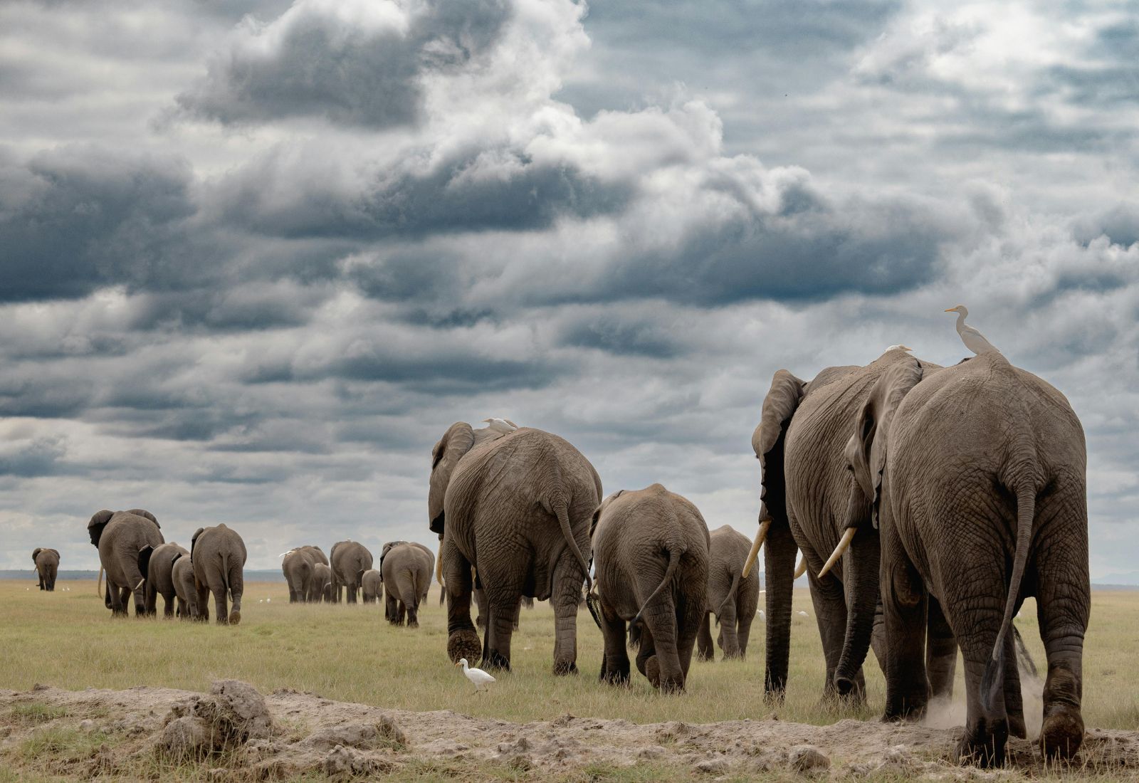 Luwai Tanzania Safaris (1600 x 1100 px) (16)