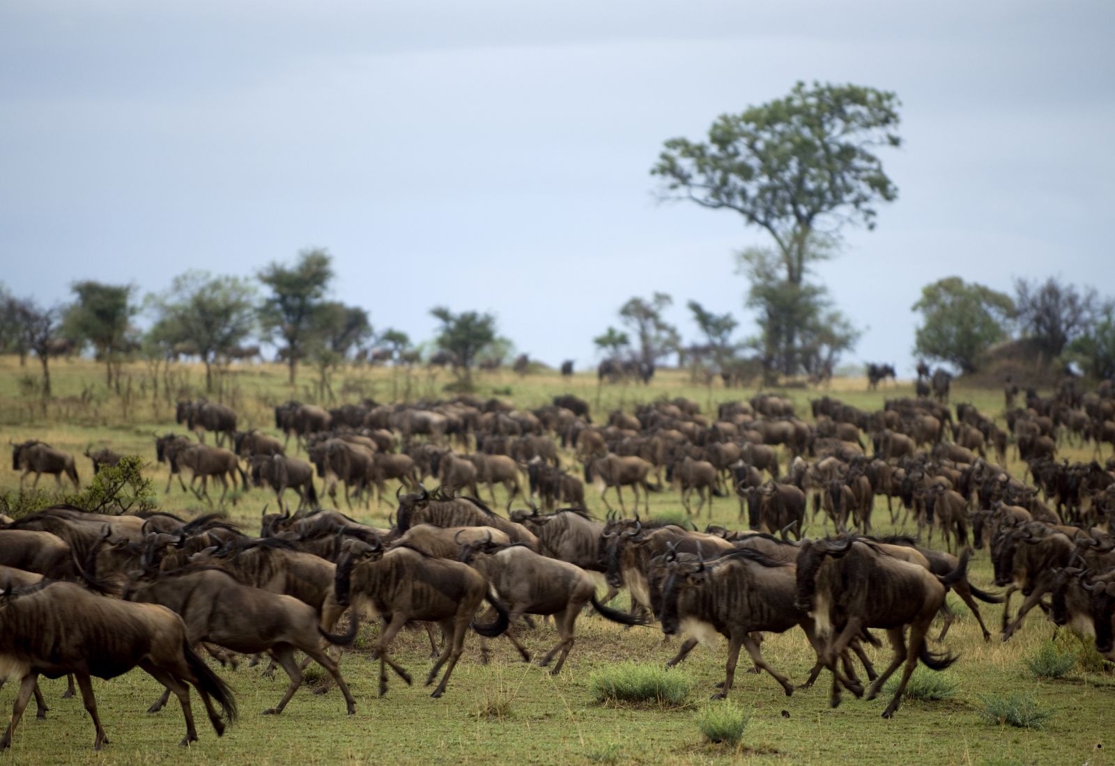 Luwai Tanzania Safaris (1600 x 1100 px) (2)