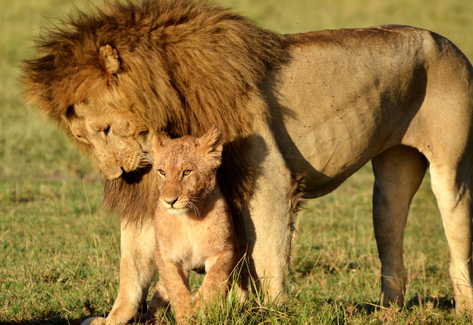 Luwai Tanzania Safaris (1600 x 1100 px) (3)