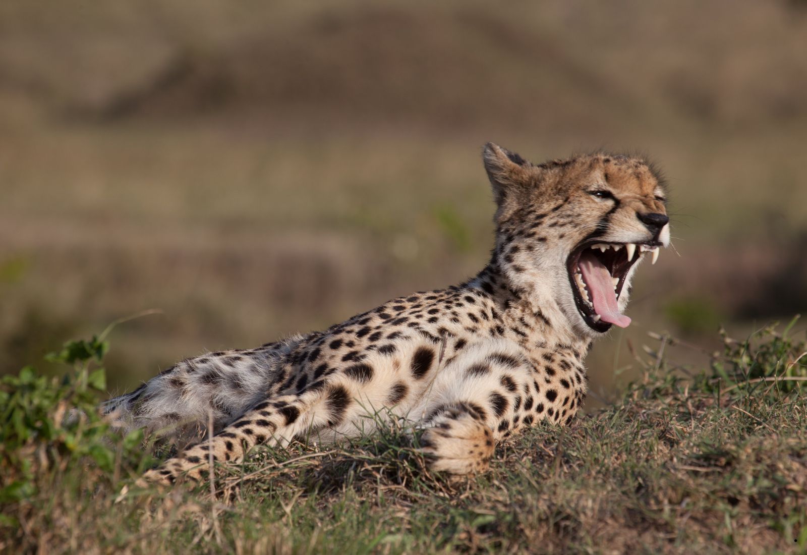 Luwai Tanzania Safaris (1600 x 1100 px) (4)