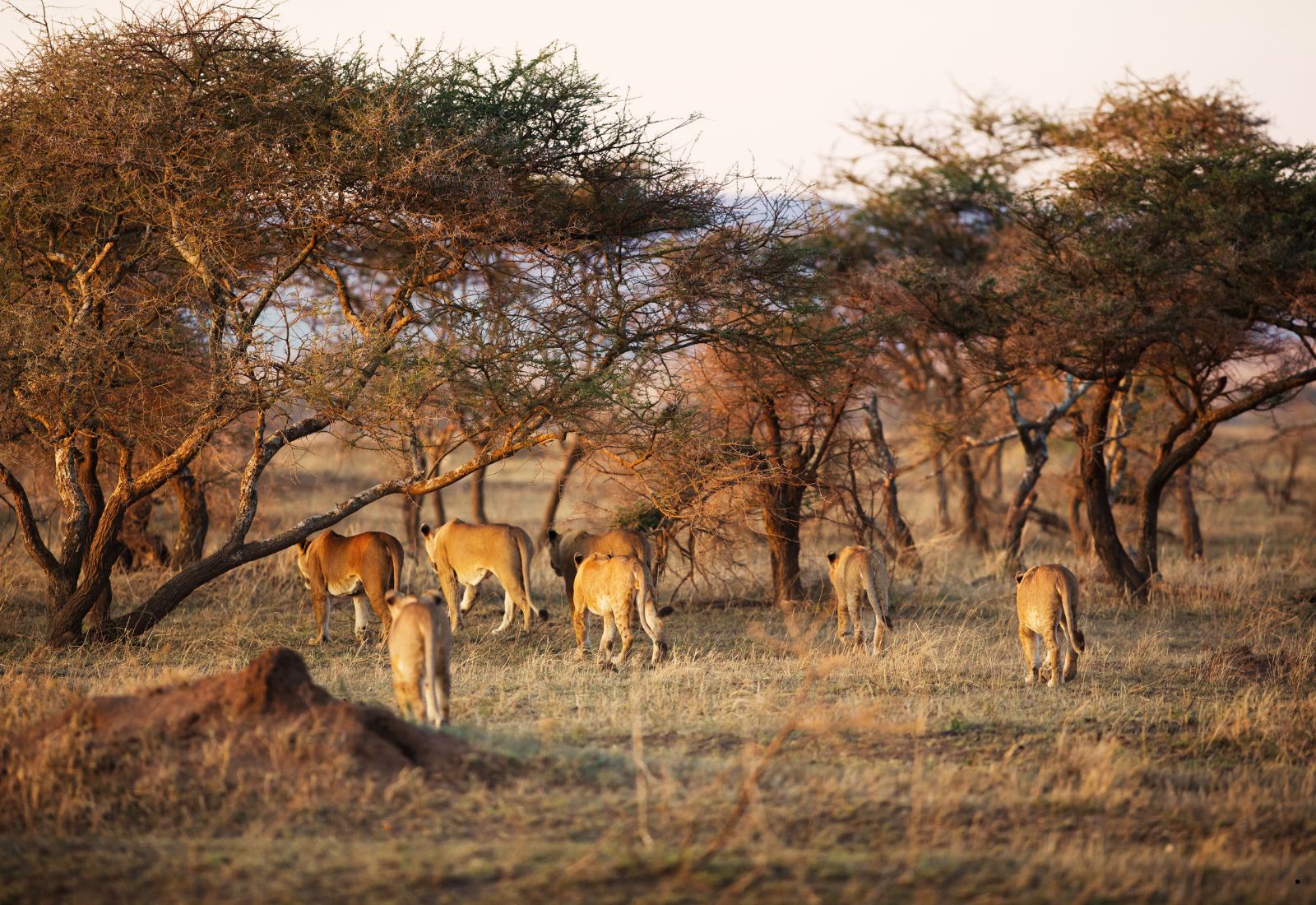 Luwai Tanzania Safaris (1600 x 1100 px) (5)