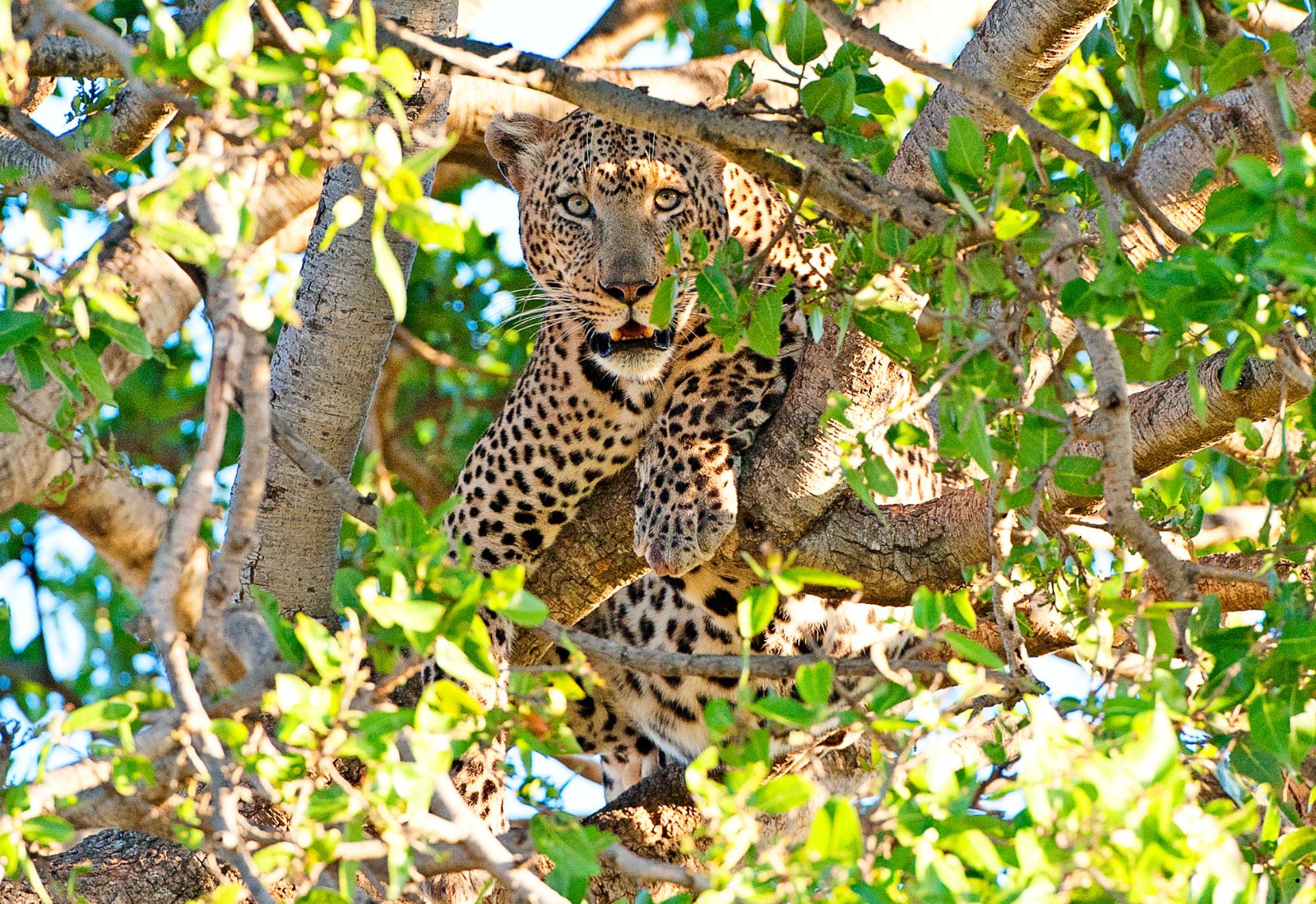 Luwai Tanzania Safaris (1600 x 1100 px) (6)