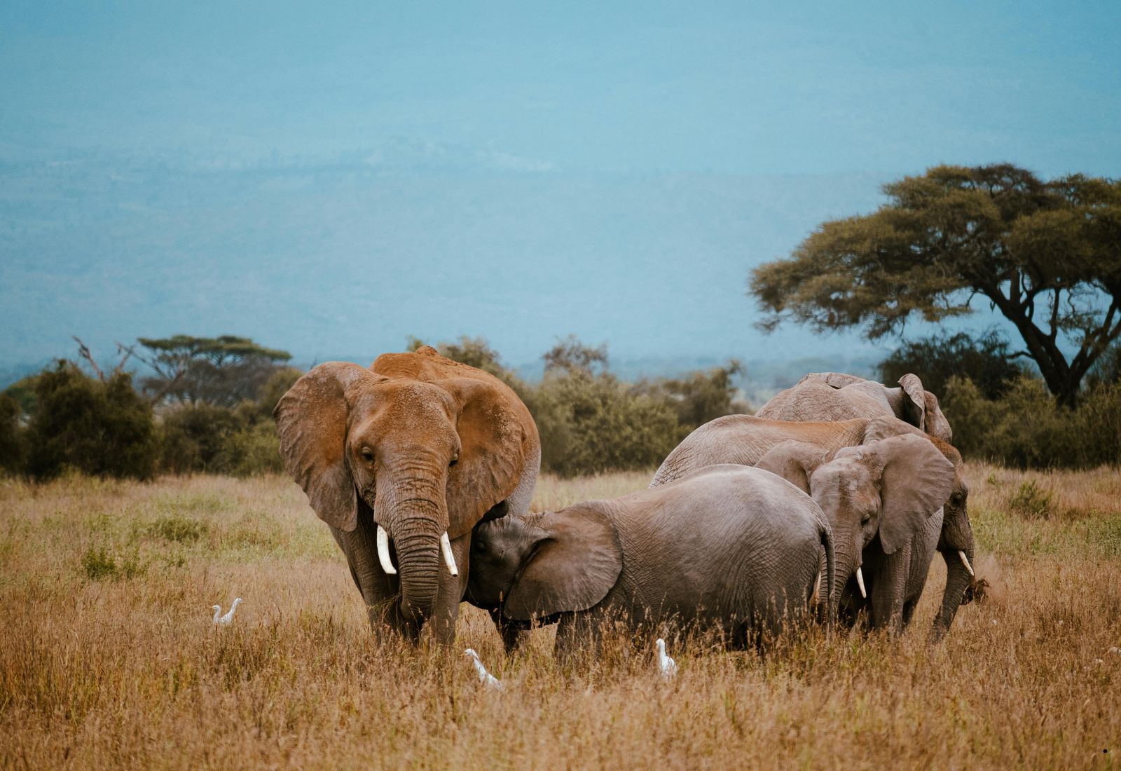 Luwai Tanzania Safaris (1600 x 1100 px) (9)