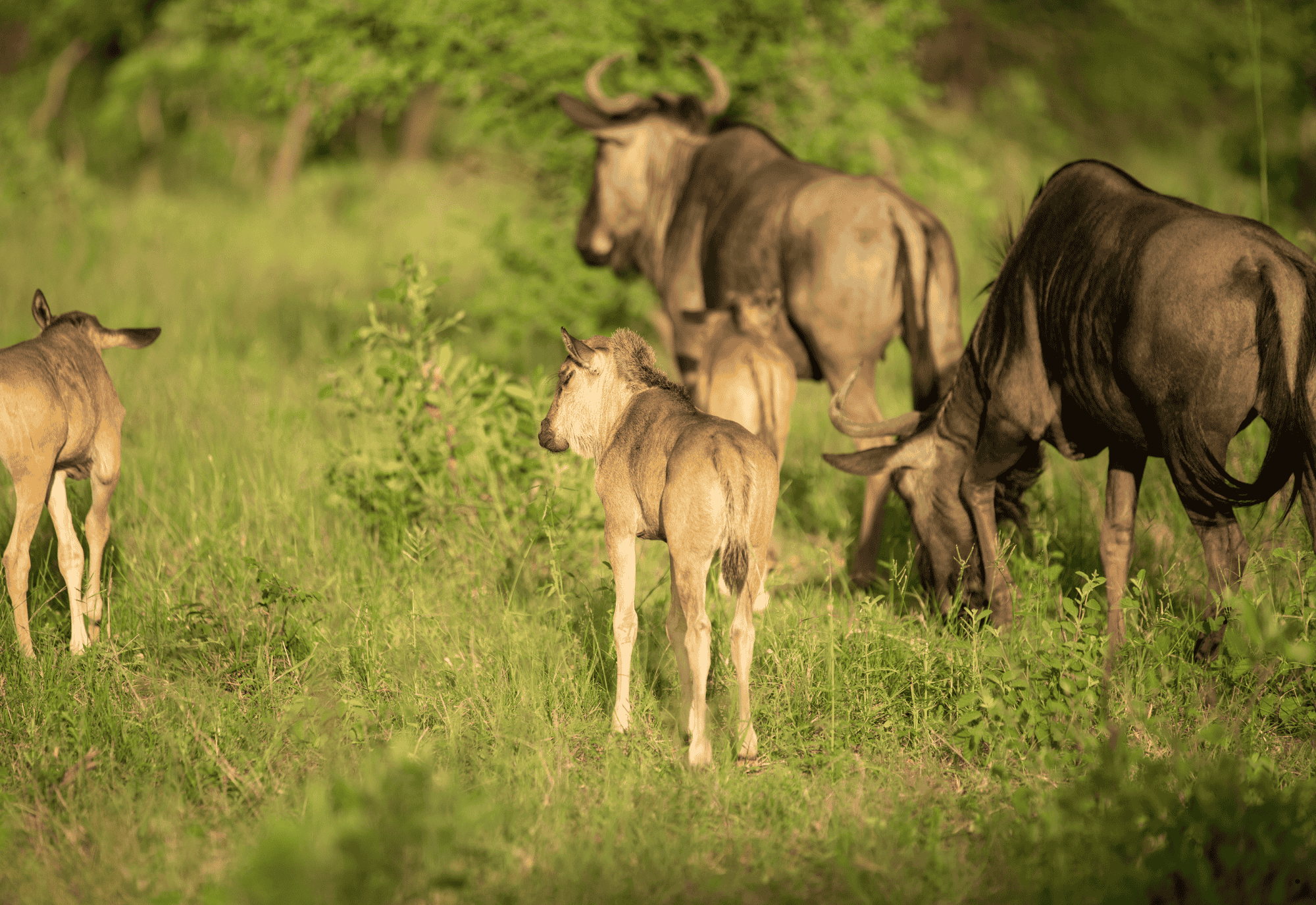 Serengeti (7)