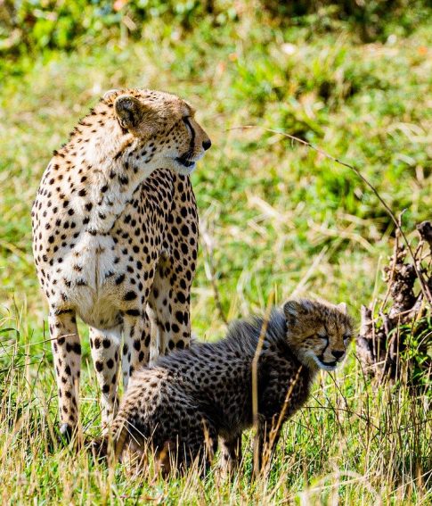 cheetahs safari