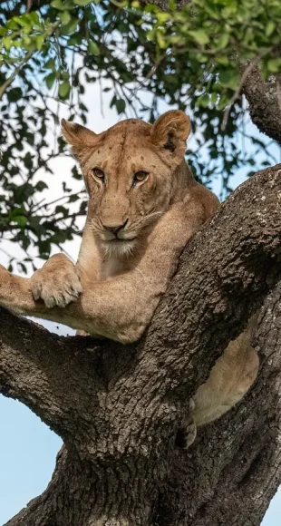 lion-tree